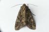 Mamestra brassicae